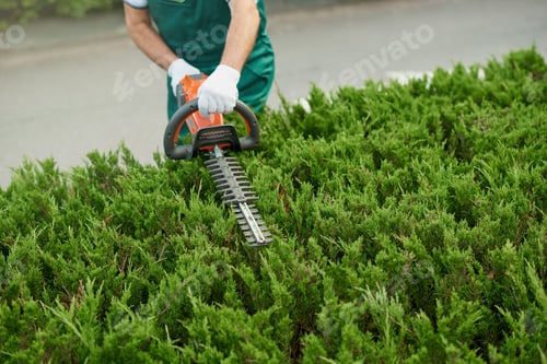 Preview: Crop of male gargener trimming bushes