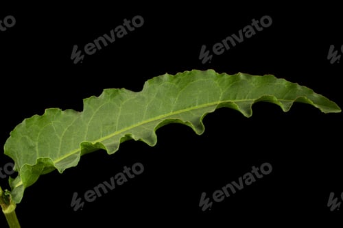 Preview: Horse sorrel leaf, lat. Rumex confertus, isolated on black background