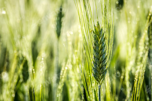 Preview: Green ears of corn in a field