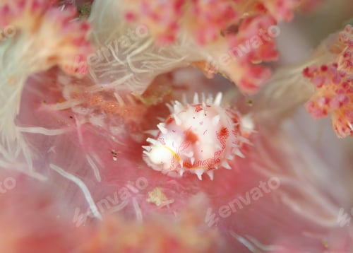 Preview: Amazing underwater world, Underwater world scene.