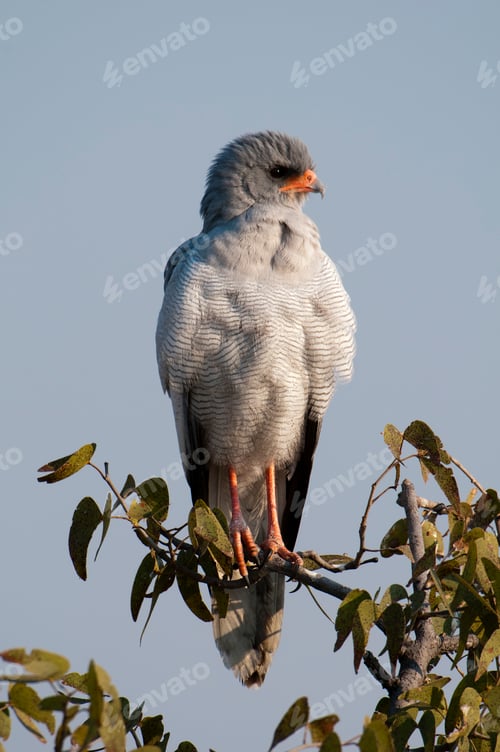 Preview: Majestic bird perched atop a tree branch against a clear blue sky