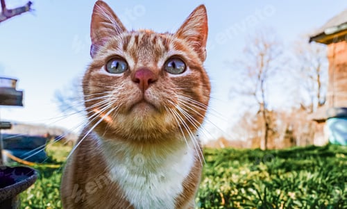 Preview: Ginger cat with white breast and beautiful light eyes