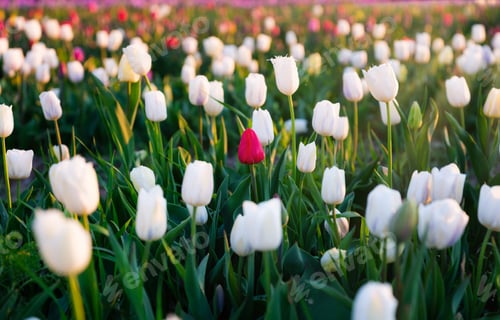 Preview: Tulip fields in the Netherlands. Tulips in bloom in springtime. Flowers as a backdrop.