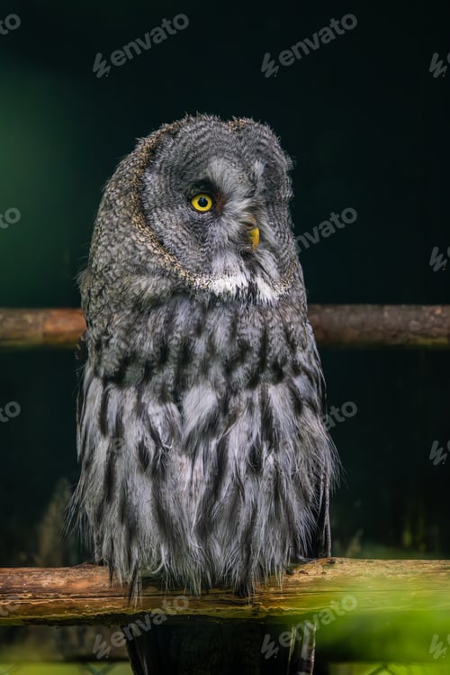 Preview: Great grey owl (Strix nebulosa) close-up.