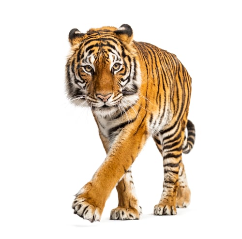 Preview: Tiger isolated