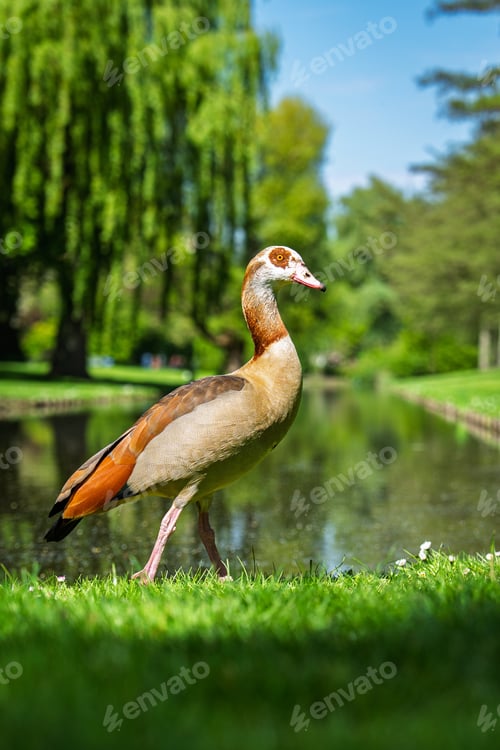 Preview: Egyptian Goose Strolling by the Lakeside in a Lush Green Park on a Sunny Day.