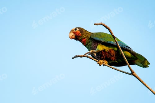 Preview: Cuban parrot perched on a tree branch against a bright blue sky backdrop