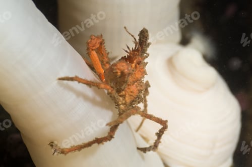 Preview: Close up Macro Picture of a Crab Sitting on a white anemone Underwater