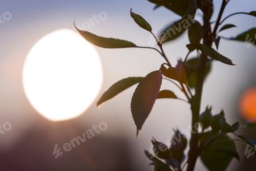 Vorschau: Dark green leaves of plant on copy space background of bright evening sky and big white sun.