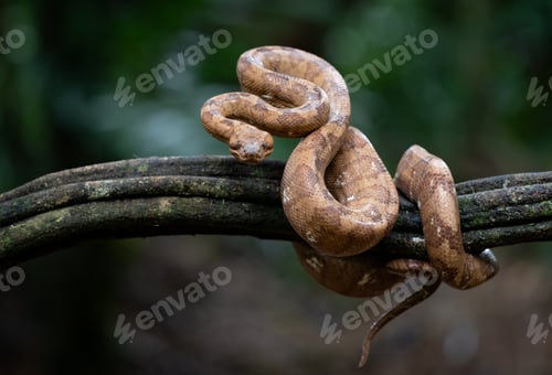 Preview: Boa Snake in Costa Rica