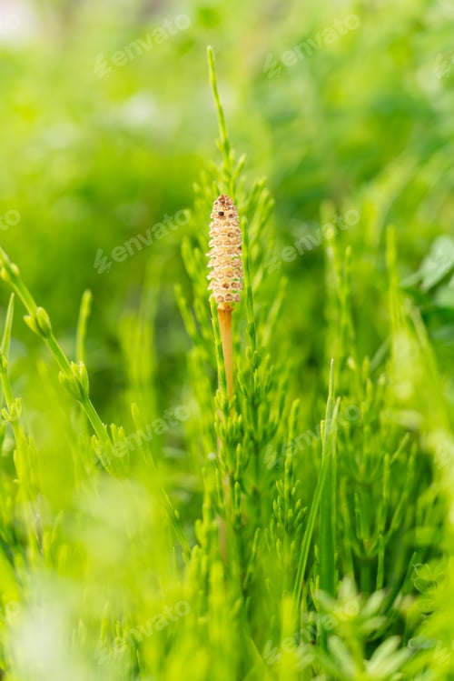 Preview: Close up of Horsetail in Japan