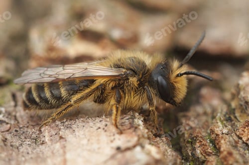 Preview: Closeup of a male yellow-legged mining bee on wood