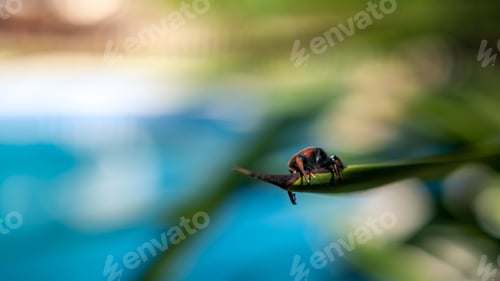 Preview: A palm weevil in the trunks of palm trees. Pest in palm plantations