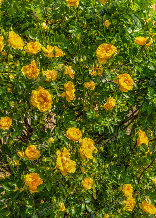 Preview: Golden celebration rose flowers on green leaves background