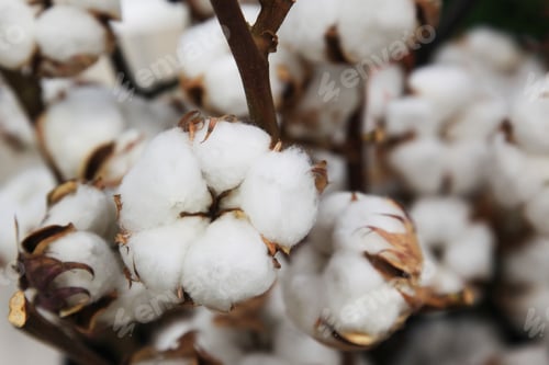 Preview: Boxes of cotton on bushes