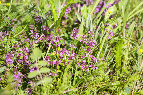 Preview: Thymus serpyllum, Breckland thyme
