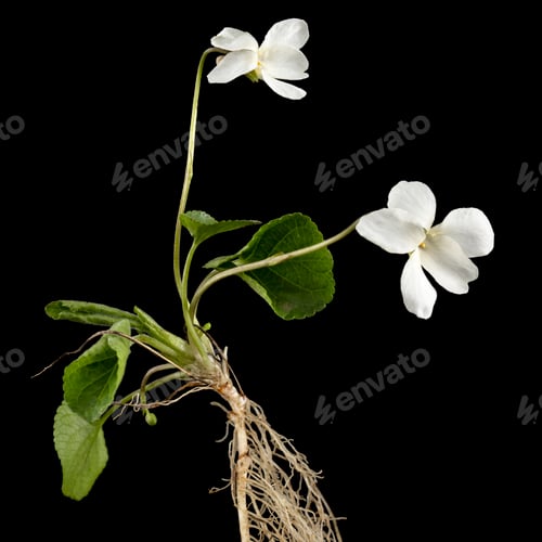 Preview: White flowers of the violet with root, lat. Viola odorata, isolated on black background