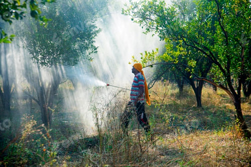 Preview: Farmer spraying fertilizer on orange tree field,