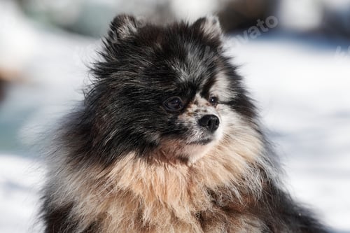 Preview: Pomeranian Spitz dog close up portrait, cute black marble with tan Spitz puppy sitting on snow