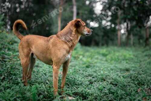 Preview: Lost young dog is waiting alone in the middle of the nature