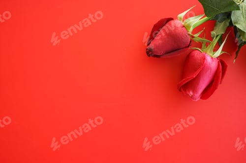 Preview: Pair of Red Roses on Red Background