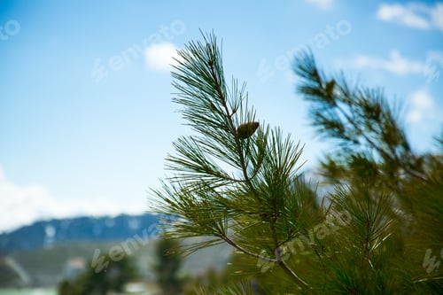 Preview: branch of spruce in the mountains of Cyprus
