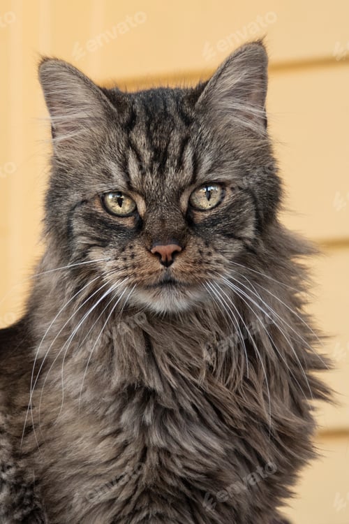 Preview: Close up portrait long haired cat with pretty eyes.