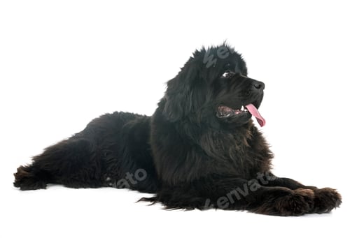 Preview: newfoundland dog in studio