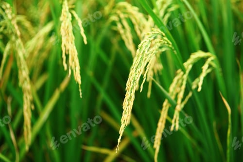 Preview: Paddy rice plant
