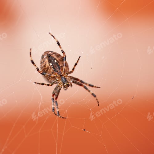 Preview: The Walnut Orb-weaver Spider