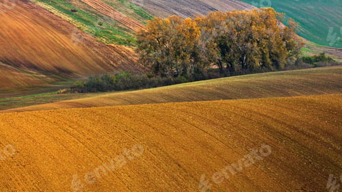 Preview: Trees in the middle of the beautiful rolling hills of Moravian Tuscany in the Czech Republic