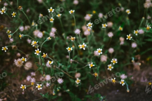 Preview: Botanical - Small Flowers