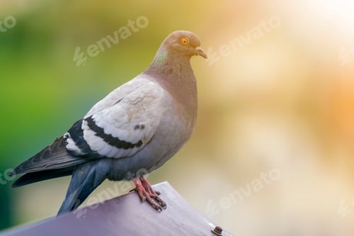 Preview: Close-up portrait of beautiful big gray and white grown pigeon with orange eye perching on the edge