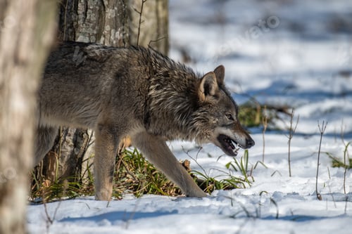 Preview: Wolf in the forest up close. Wild animal in the natural habitat