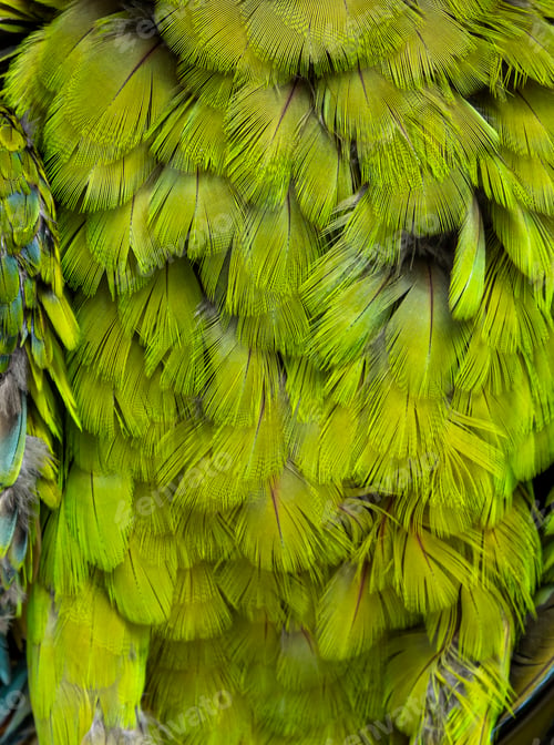 Preview: Macro on a furious Great green macaw green feathers, Ara ambiguus, Isolated on white