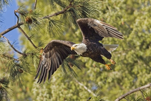 Preview: Eagle flying off from a branch.
