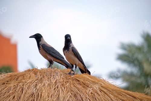 Preview: Two raven birds sitting on top of straw umbrella on beach against bright blue sky