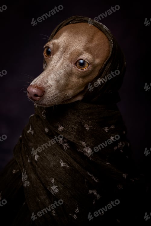 Preview: Italian Greyhound dog with Arabian Hijab