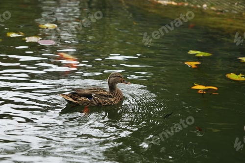 Preview: A mallard duck swims peacefully in a serene pond surrounded by autumn leaves