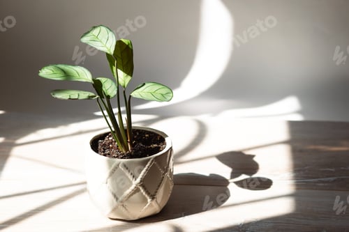 Preview: Ctenanthe burle-marxii Amagris, Calathea mint close-up leaf on the windowsill
