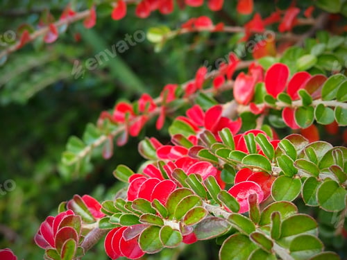 Preview: Red and green leaves of an ornamental shrub in an autumn garden