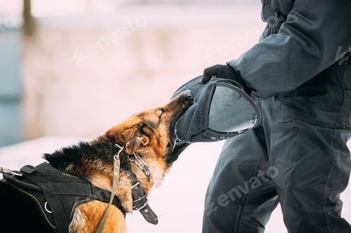 Preview: Training Of German Shepherd Dog. Alsatian Wolf Dog. Attack And Defence. Winter Snowy Day