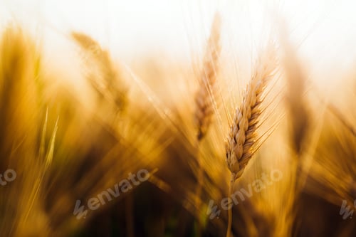 Preview: Close-up picture of golden wheat in countryside