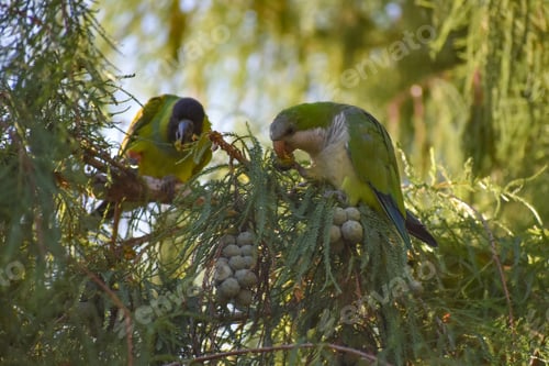 Preview: monk parakeet and nanday parakeet feeding in a tree