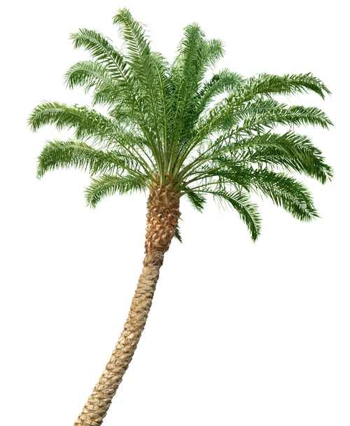 Preview: palm tree