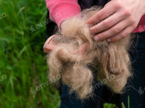 Preview: Long shedding dog's coat on comb for pets closeup outdoor. Excess seasonal canine hair loss care