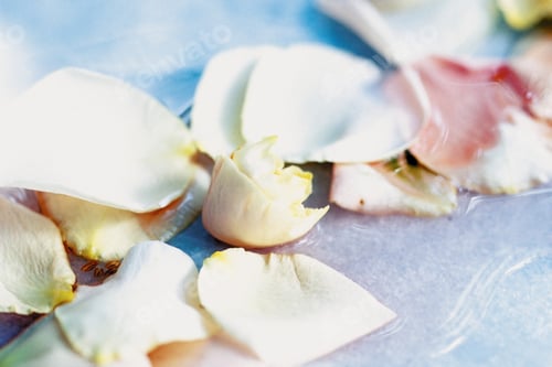 Preview: Soft Petals Floating on Water in Dreamy Scene