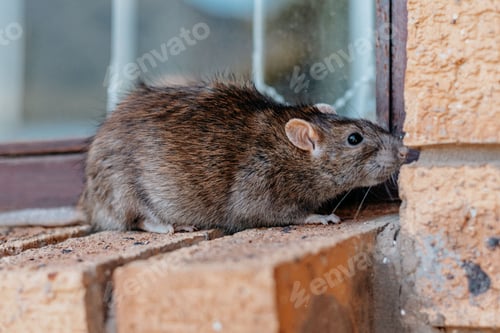 Preview: Rodent Foraging Near a Window on Brick Ledge