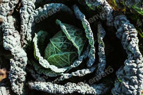 Preview: Large green cabbage top view