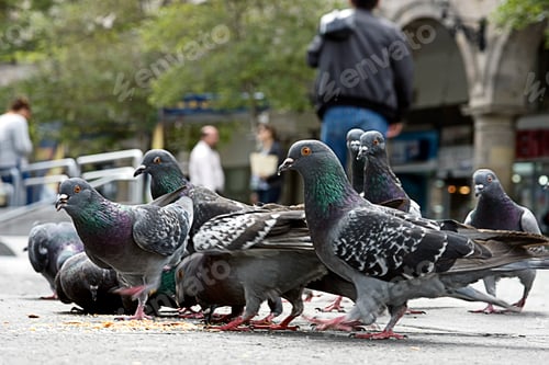 Preview: Doves eating from the floor in the city